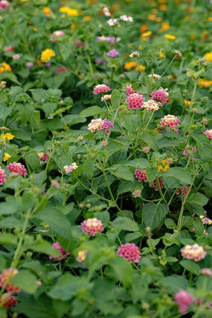 Blume der Gemeinen Lantana der Art Lantana camara mit selektivem Fokus