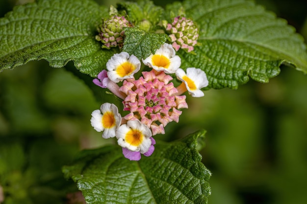 Blume der Gemeinen Lantana der Art Lantana camara mit selektivem Fokus