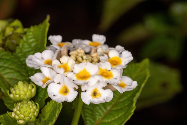 Blume der gemeinen Lantana der Art Lantana camara