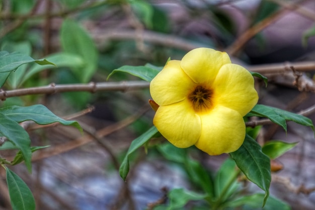 Blume der goldenen Trompete-gelbe Blume