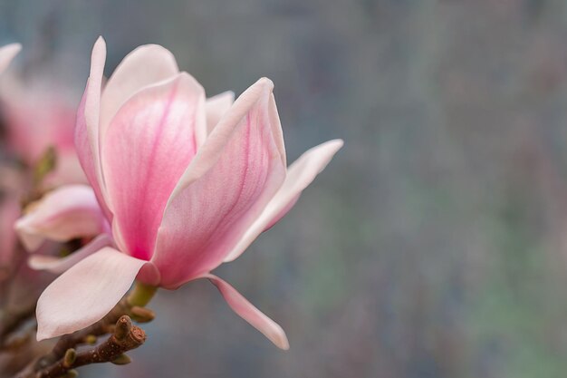 Blume der hellrosa Magnoliennahaufnahme