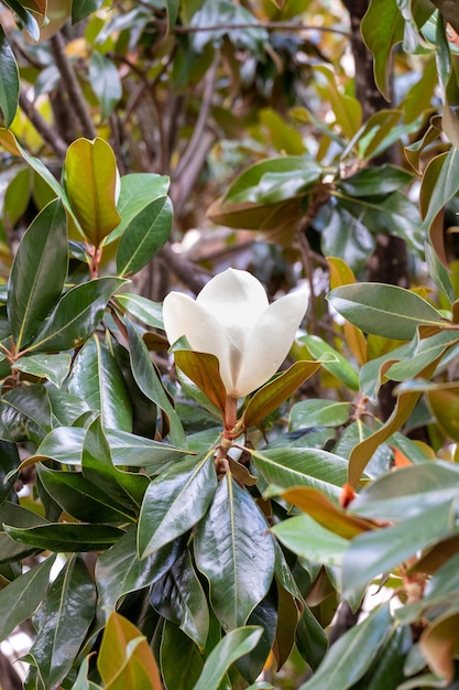 Blume der Magnolia grandiflora, der südlichen Magnolie oder Bullenbucht, Baum der Familie Magnoliengewächse