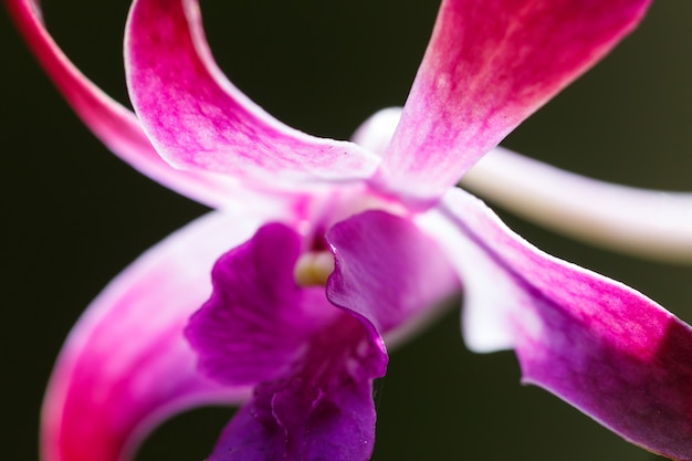 Blume der rosa Orchidee Nahaufnahme auf schwarzem Hintergrund