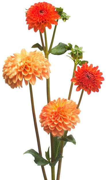 Blume der schönen orange und rosa Blumenstraußdahlienmakronatur lokalisiert auf weißem Hintergrund. Botanik, Konzept, Flora, Idee. Pompon-Form