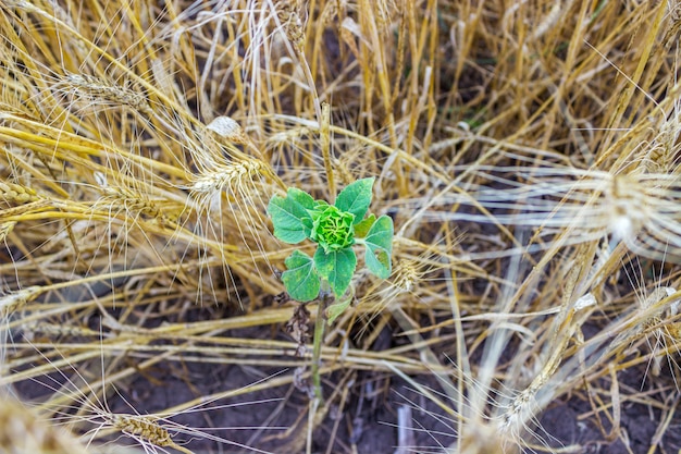 Blume der Sonnenblume in einem Weizenfeld