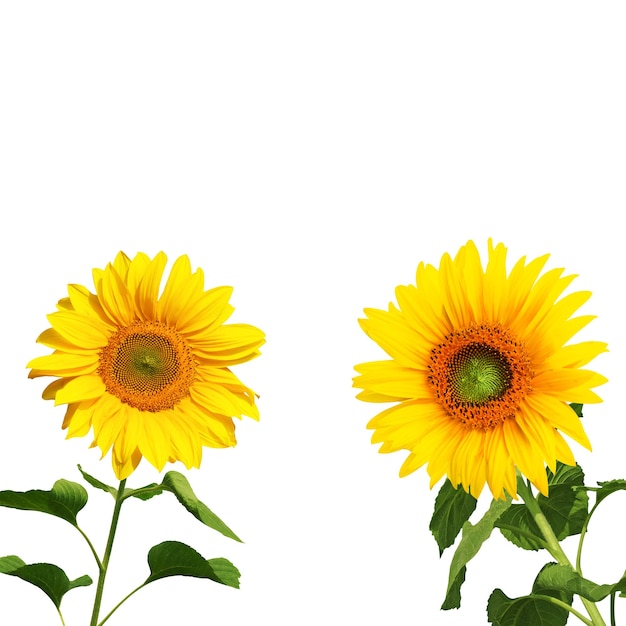 Blume der Sonnenblume lokalisiert auf weißem Hintergrund