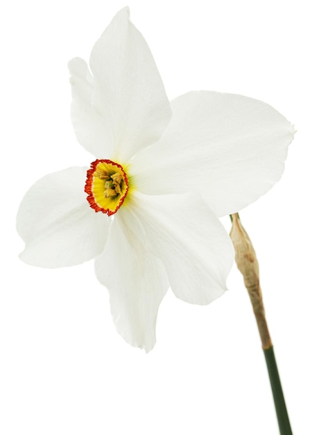 Blume der weißen Narzissennarzisse lokalisiert auf weißem Hintergrund