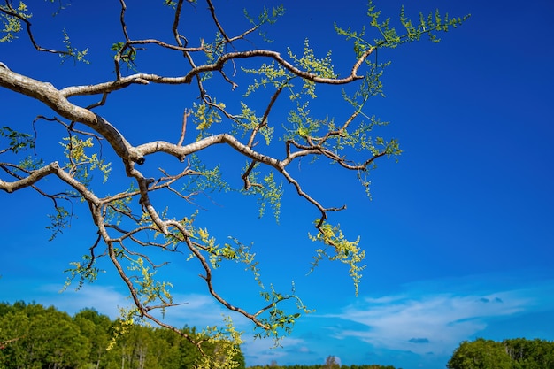 Blume des Ambarella-Obstbaums gegen blauen klaren Himmel Spondias dulcis oder Ambarella in Vietnam ist unter dem Namen Cay Coc einschließlich Obstpflanzen bekannt