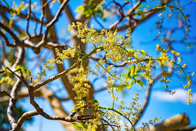 Blume des Ambarella-Obstbaums gegen blauen klaren Himmel Spondias dulcis oder Ambarella in Vietnam ist unter dem Namen Cay Coc einschließlich Obstpflanzen bekannt