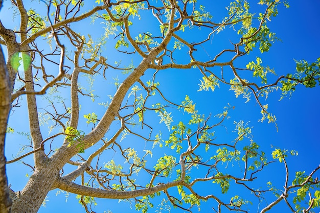 Blume des Ambarella-Obstbaums gegen blauen klaren Himmel Spondias dulcis oder Ambarella in Vietnam ist unter dem Namen Cay Coc einschließlich Obstpflanzen bekannt