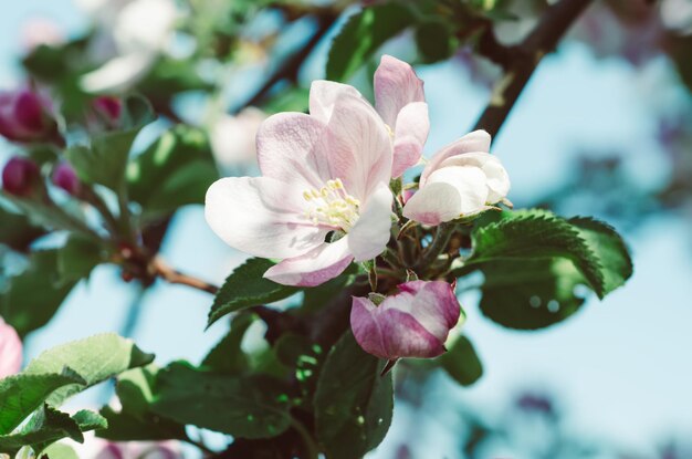 Blume des Apfelbaums