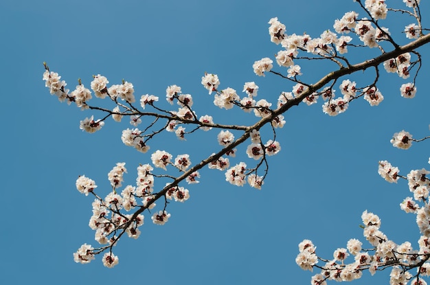 Blume des Aprikosenbaums