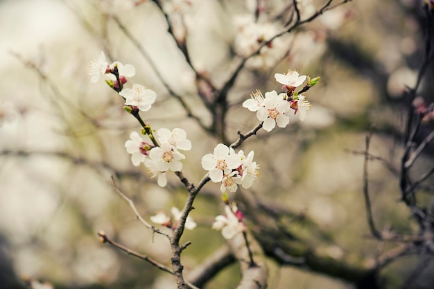 Blume des Aprikosenbaums