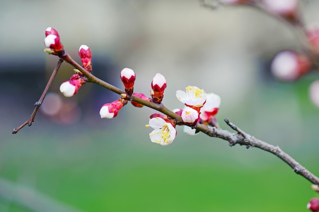 Blume des Aprikosenbaums