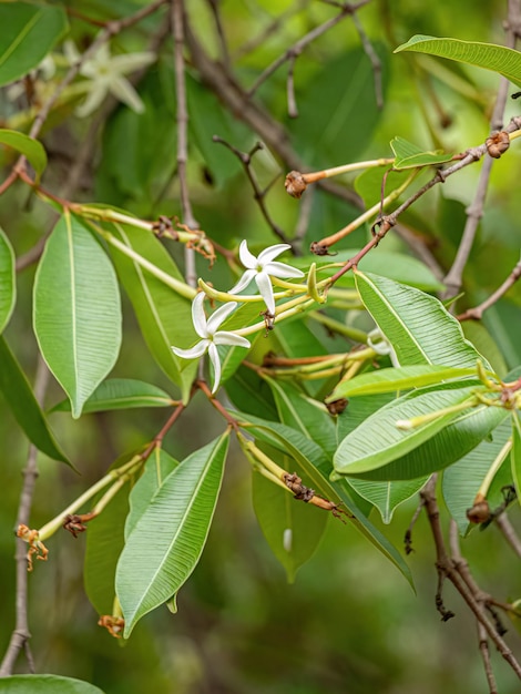 Blume des Baumes namens Mangaba