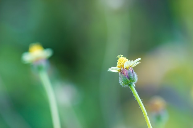 Foto blume des grases im grünen natürlichen hintergrund am tropischen wald. vintage natürlicher hintergrund. nahaufnahme und kopierraum.