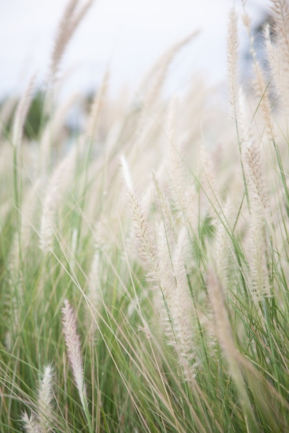 Blume des Grases