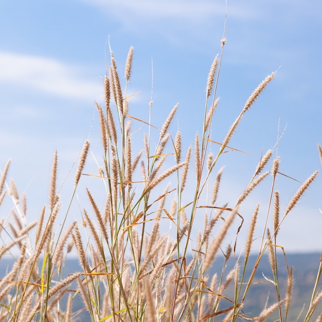 Blume des Grases