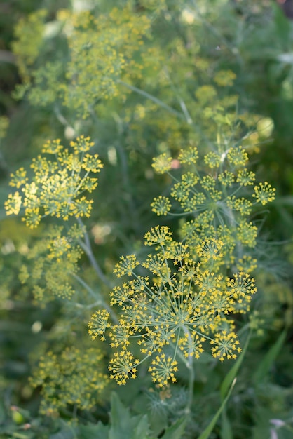 Blume des grünen Dillfenchels Grüner Hintergrund mit Blumen des Dills