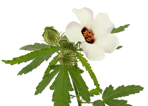 Blume des jährlichen Hibiskus isoliert auf weißem Hintergrund