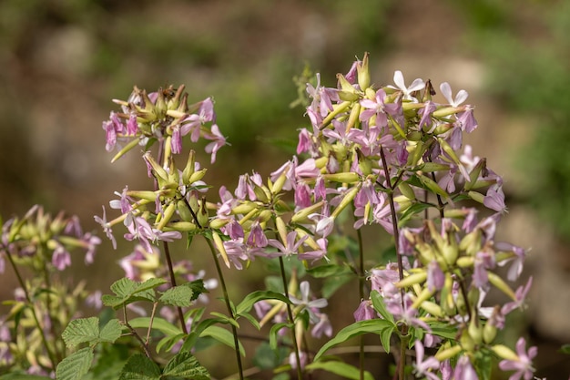 Blume des Seifenkrauts (Saponaria officinalis) auf dem Lande