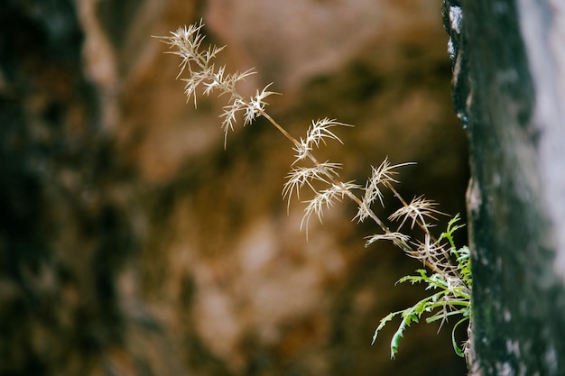 Foto blume, die auf einem felsen wächst