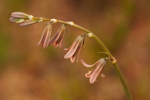 Blume Dipcadi Serotinum