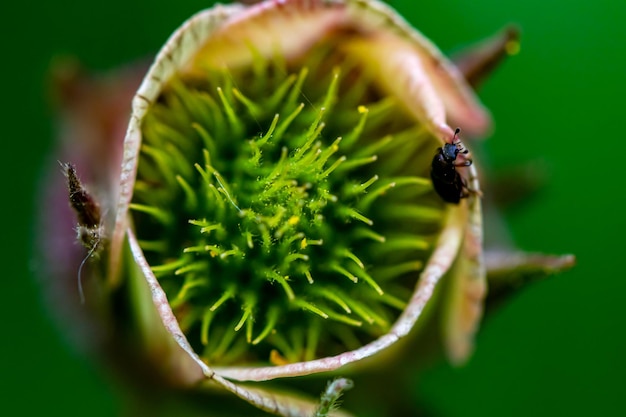 Foto blume draußen in der natur