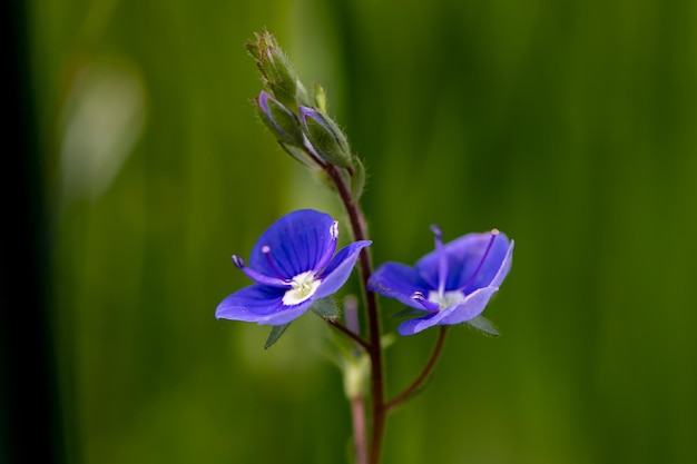 Foto blume draußen in der natur