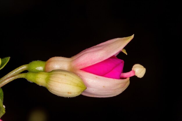 Blume einer roten Fuchsie mit Schwarz