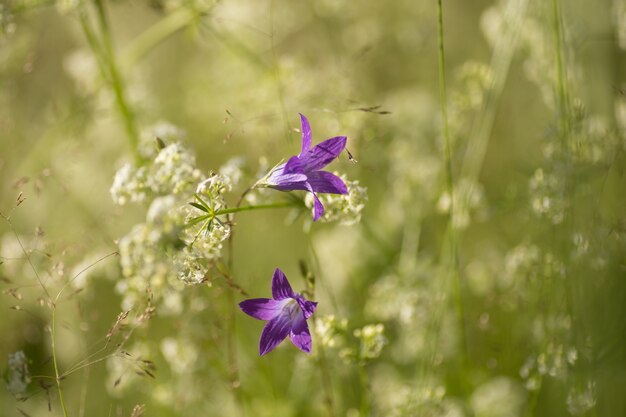 Blume einer wilden Rampionglockenblume