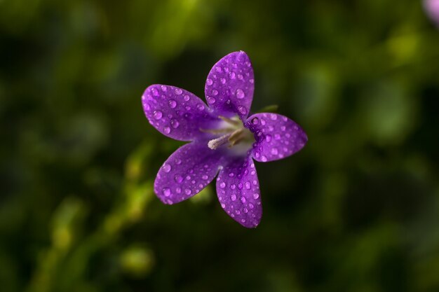 Blume einer Zimmerpflanze Campanula in Wassertropfen