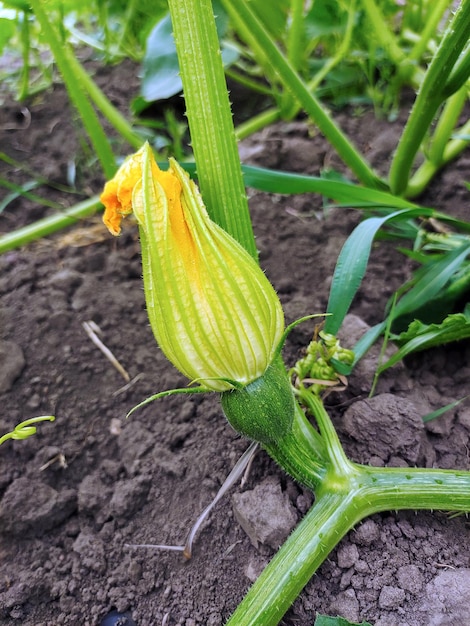 Blume eines jungen Kürbiskeims in einer Nahaufnahme des gepflügten Feldes
