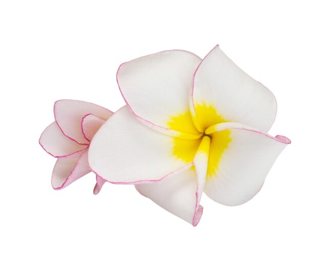 Blume Frangipani