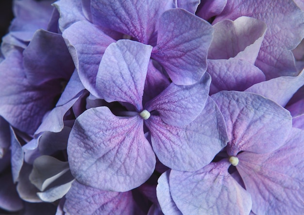 Blume Hintergrund Hortensie hautnah