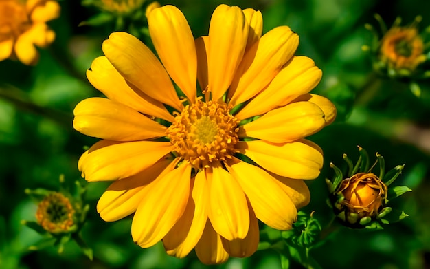 Blume im Garten ai erzeugt