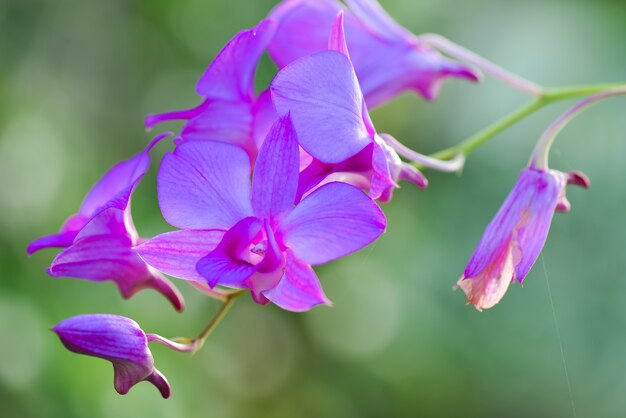 Blume im Garten