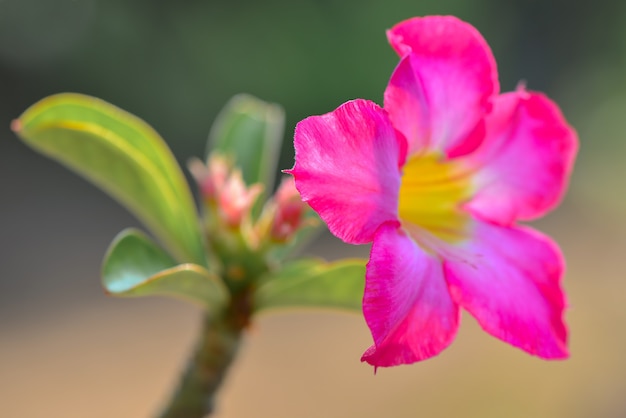 Blume im Garten