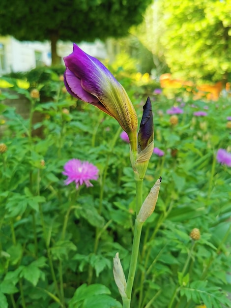 Blume im Garten