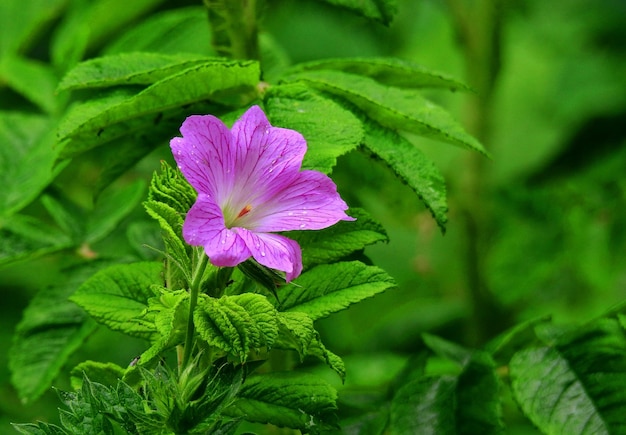 Blume im Garten