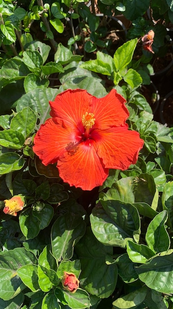 Foto blume im grünen feld auf grünem hintergrund