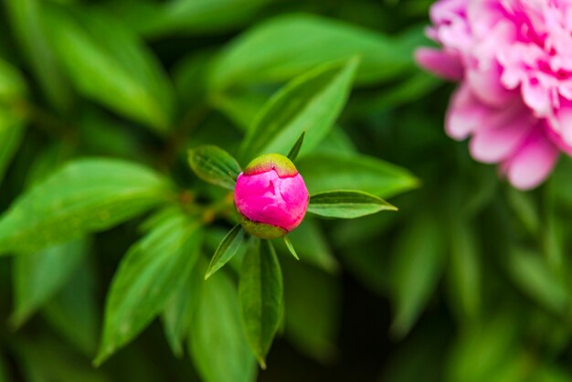 Blume in der Natur