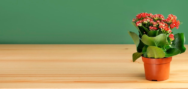 Blume in einem Topf auf grünem Hintergrund Blühende Kalanchoe in einem Topf auf dem Tisch Kopierbereich Banner