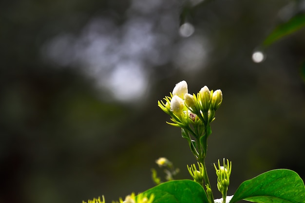 Blume in voller Blüte im Garten an einem sonnigen Tag