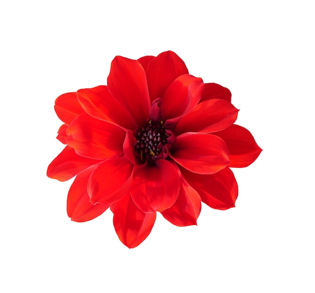Blume isoliert auf weißem Hintergrund x9