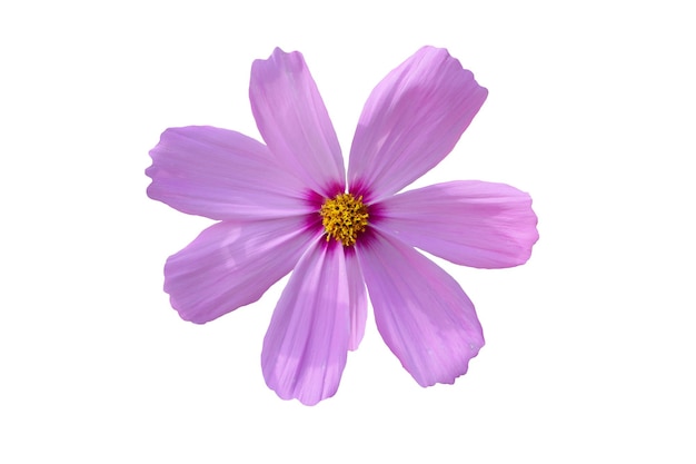 Blume isoliert auf weißem Hintergrund x9