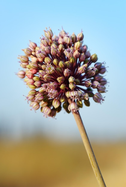 Foto blume israels