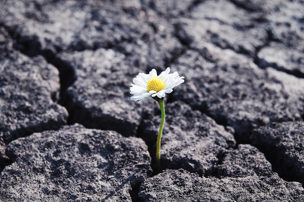 Blume ist in trockenen, rissigen, kargen Böden gewachsen