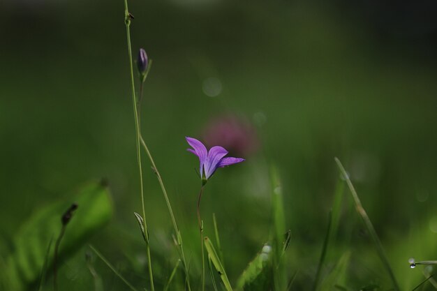 Blume lila Glocke auf der Natur