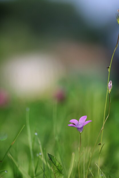 Blume lila Glocke auf der Natur